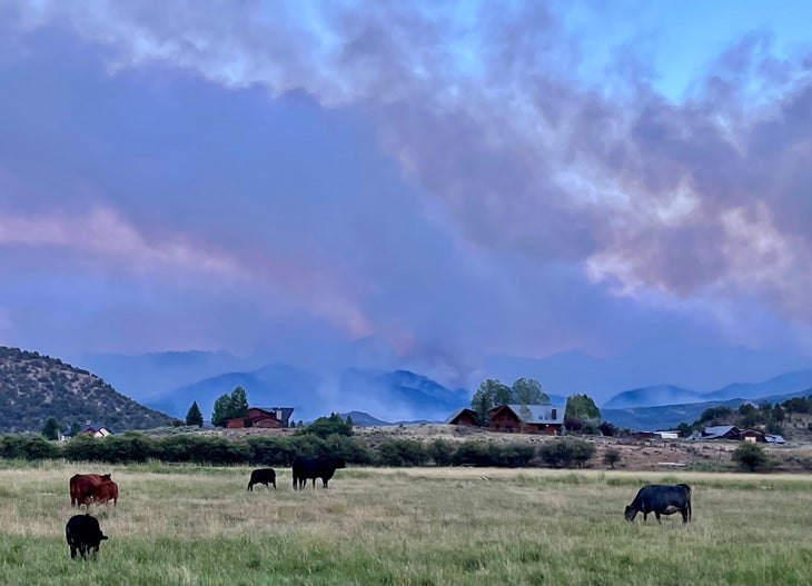 Cattle in the Cimarrons