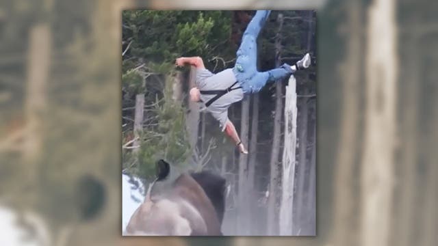 A Yellowstone Bison Tossed a Tourist 8 Feet Into the Air. Onlookers Say the Man Did Everything Right.