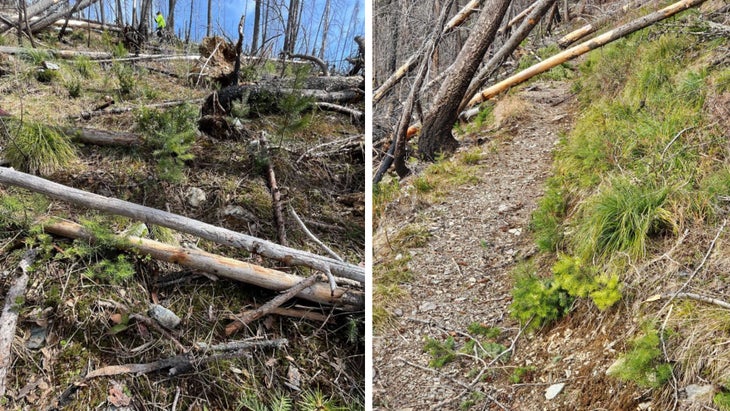 (Left) Vew of attack site from below the trail looking upslope. Person in green jacket is on the trail. (Right) View up the Mount Brown trail towards the attack site which was just before the first deadfall across the trail.