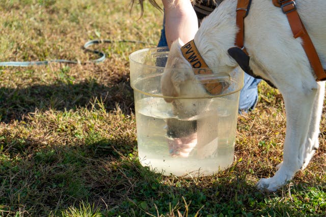 This Science-Backed “Head Dunk” Hack Could Save Your Dog’s Life This Summer