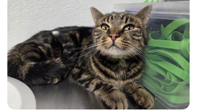 A Cat Vanished for 39 Days Near Great Sand Dunes. A Feline Survival Expert Explains How She Stayed Alive.