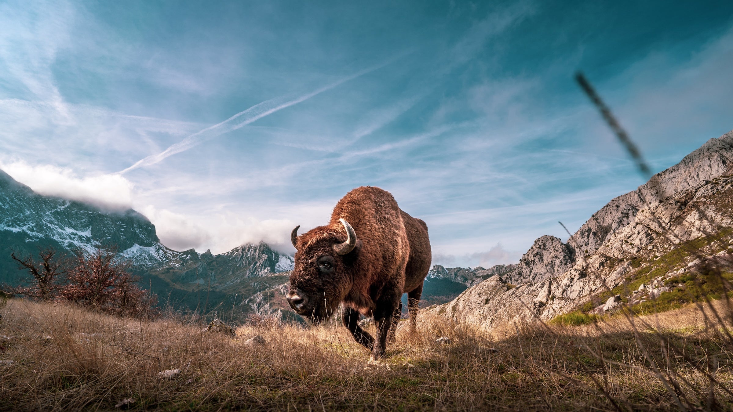 A Yellowstone Bison Launched a Person 8 Feet Into the Air. The Scariest Part? He Did Everything Right.