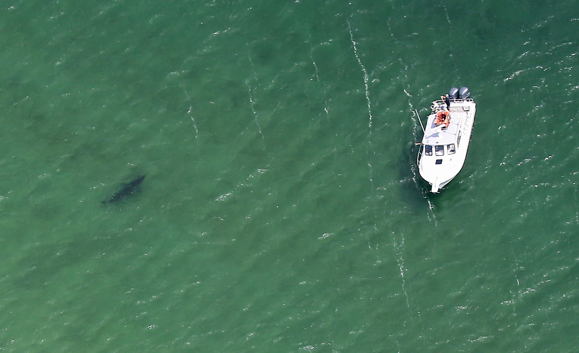 great white shark off cape cod