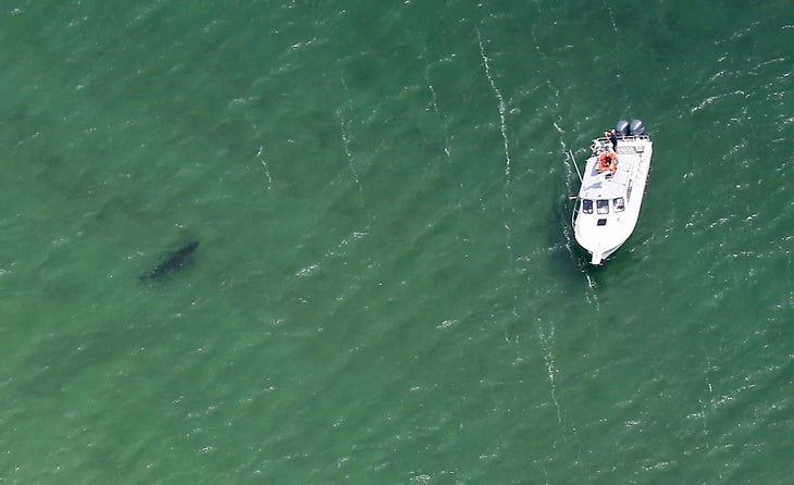 great white shark off cape cod 