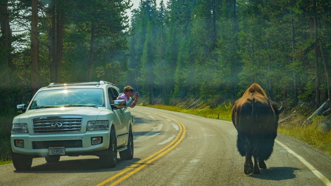 Yellowstone National Park, USA - September 1, 2021: tourists enjoy taking photos of a large male bison wandering down the middle of a road