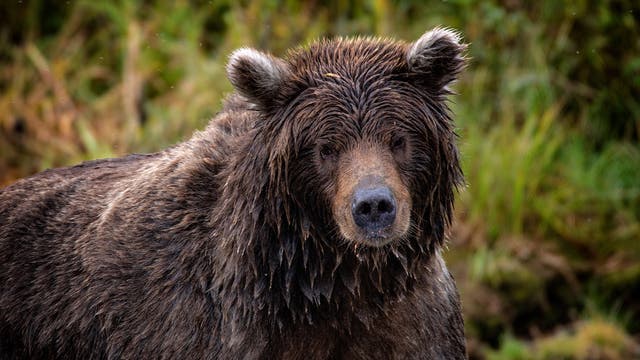 New Details Emerge About the Deadly Bear Attack That Killed Anthony Pollio in Glacier National Park