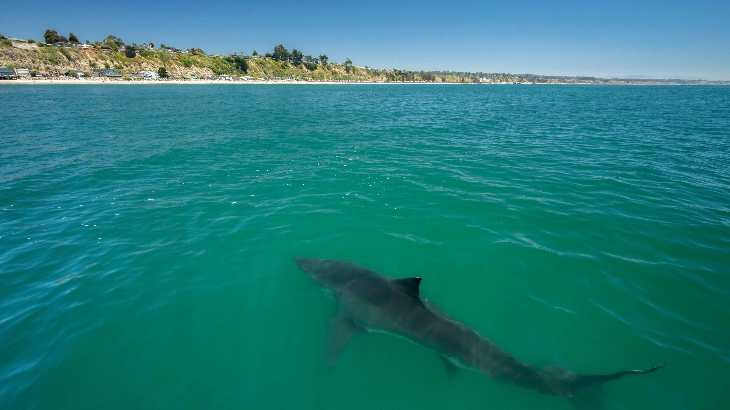  Great White Shark - stock photo Great white shark swims off the coast of Monterey Bay, California.