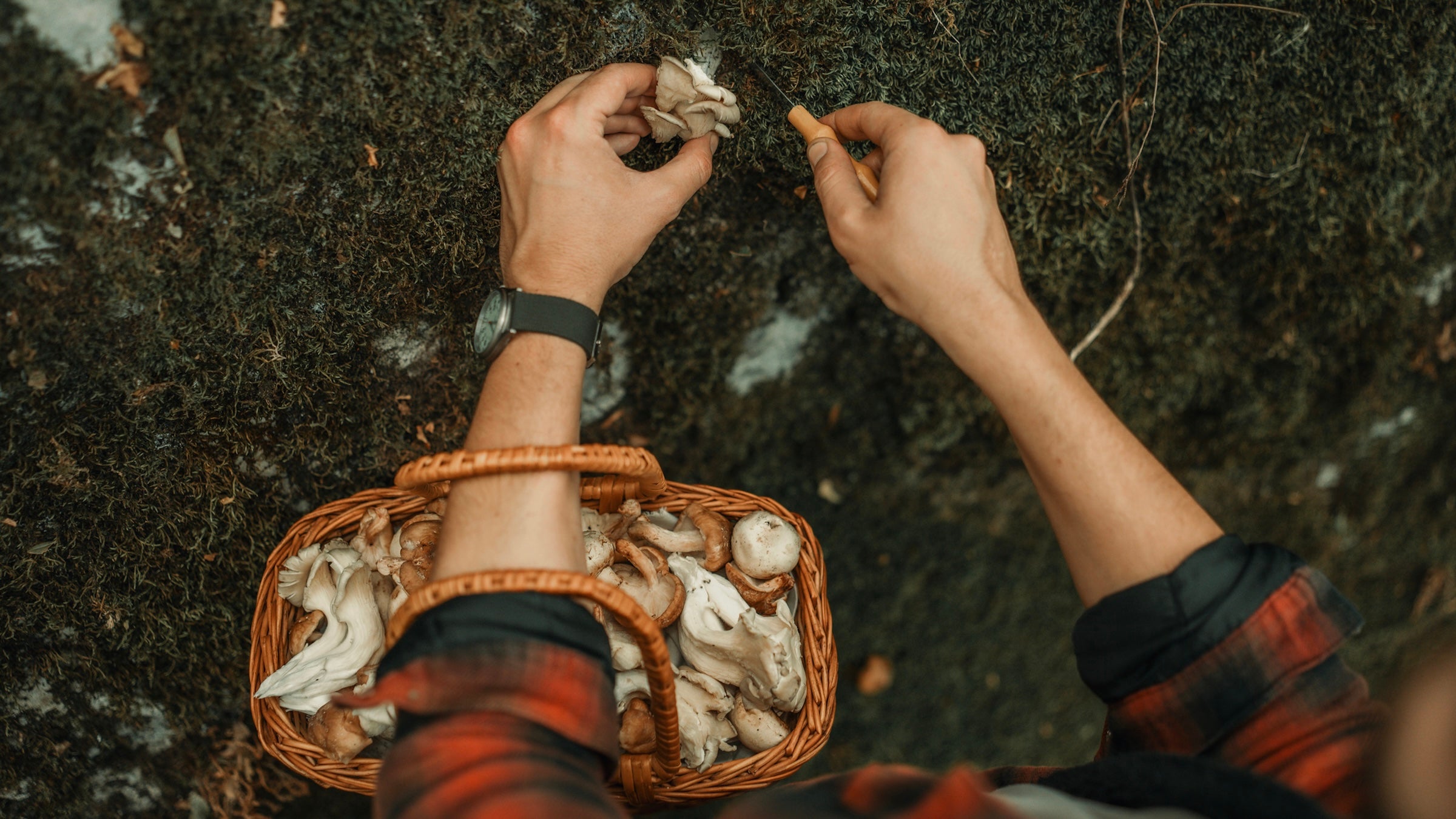 A Mushroom Foraging Trip Outside Yellowstone Just Sent 11 People to the Hospital