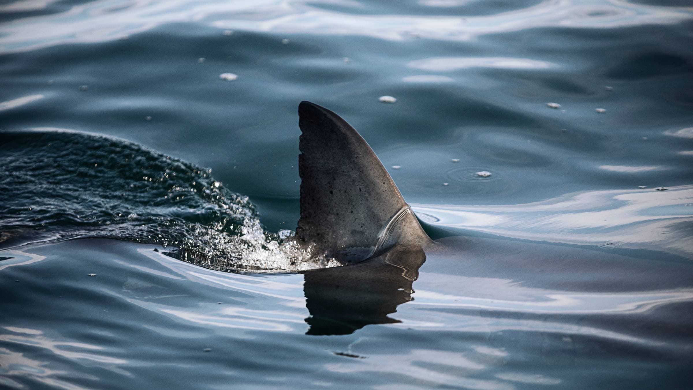 A white shark dorsal fin breaks the surface of calm water