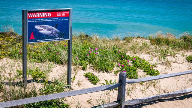 Shark Sightings Are Up at These Popular U.S. Beaches. Here’s What to Know.