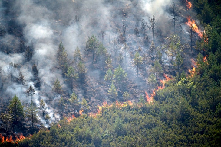 Wildfire burns pine forest in Spain