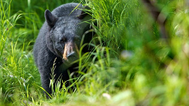They Kept a Perfectly Clean Camp. A Black Bear Attacked Their Tent Anyway.