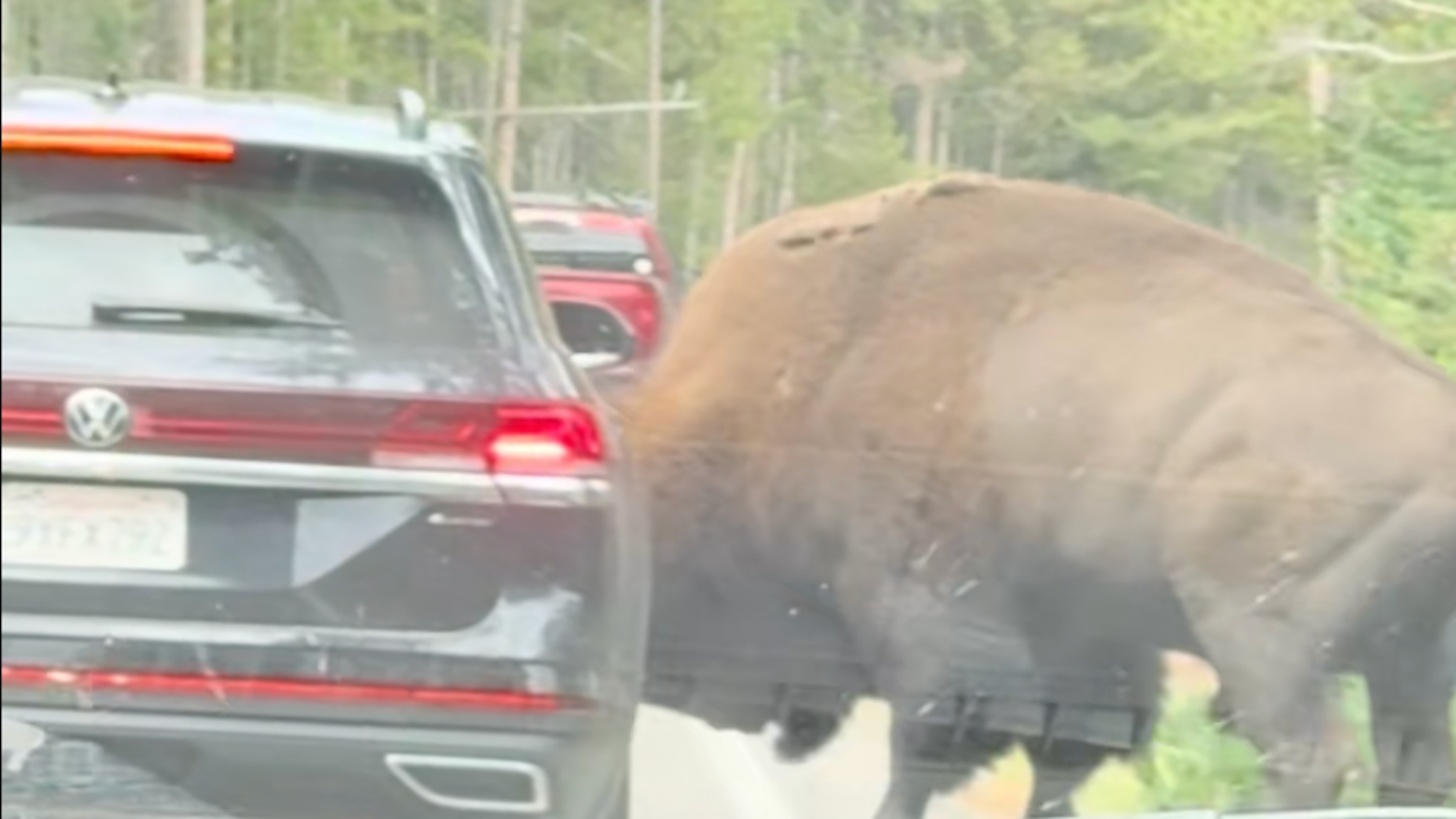 A Yellowstone Driver Tried to Pass a Bison. The Bull Attacked.