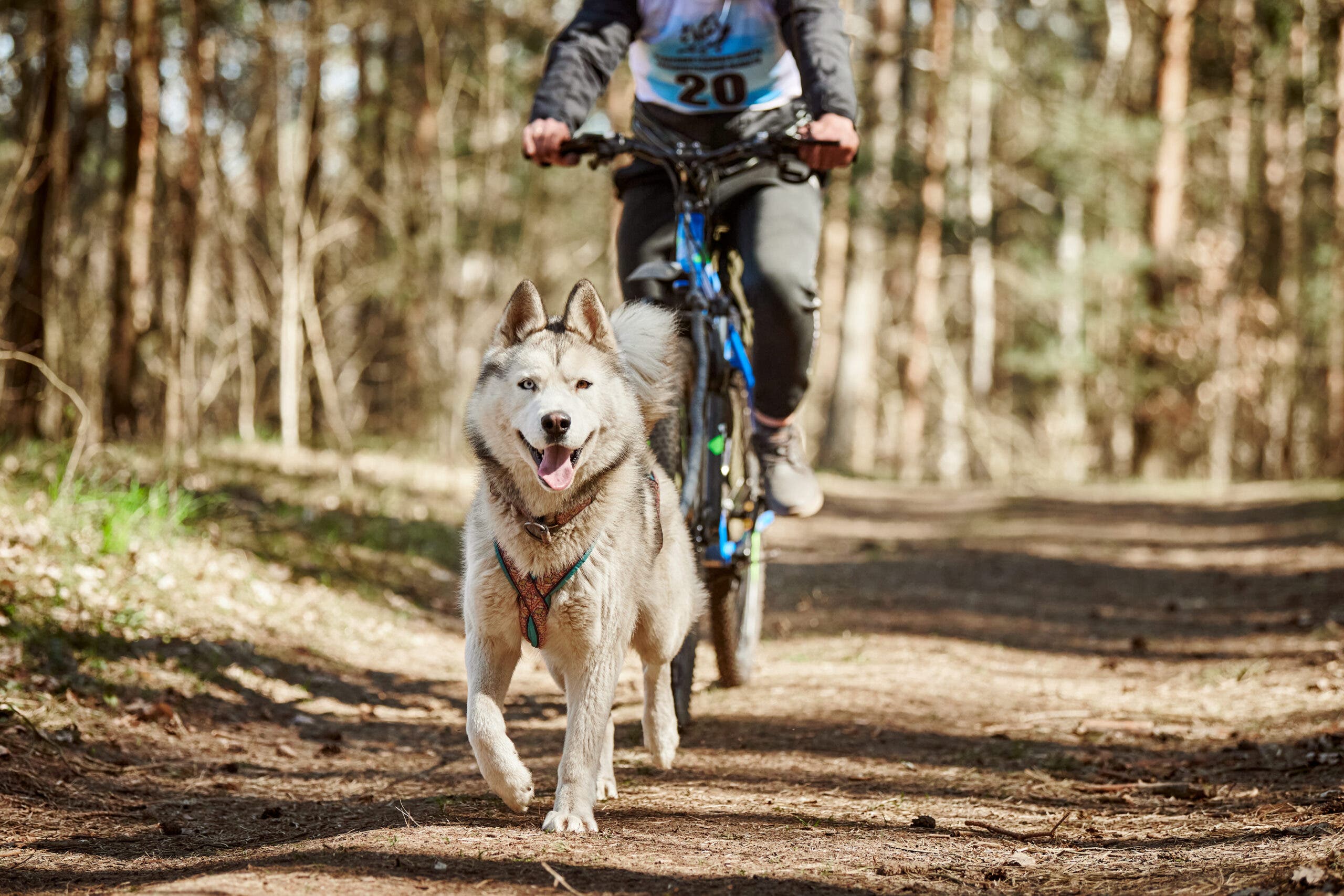 Dog and bike