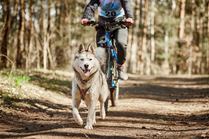 Dog and bike