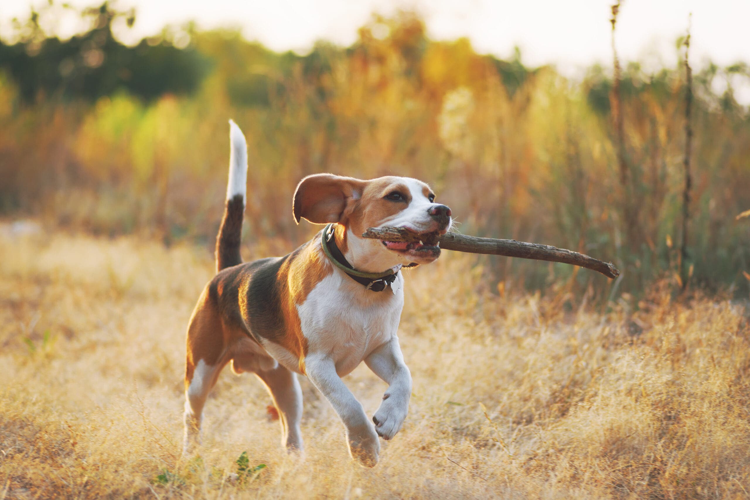 Beagle with stick