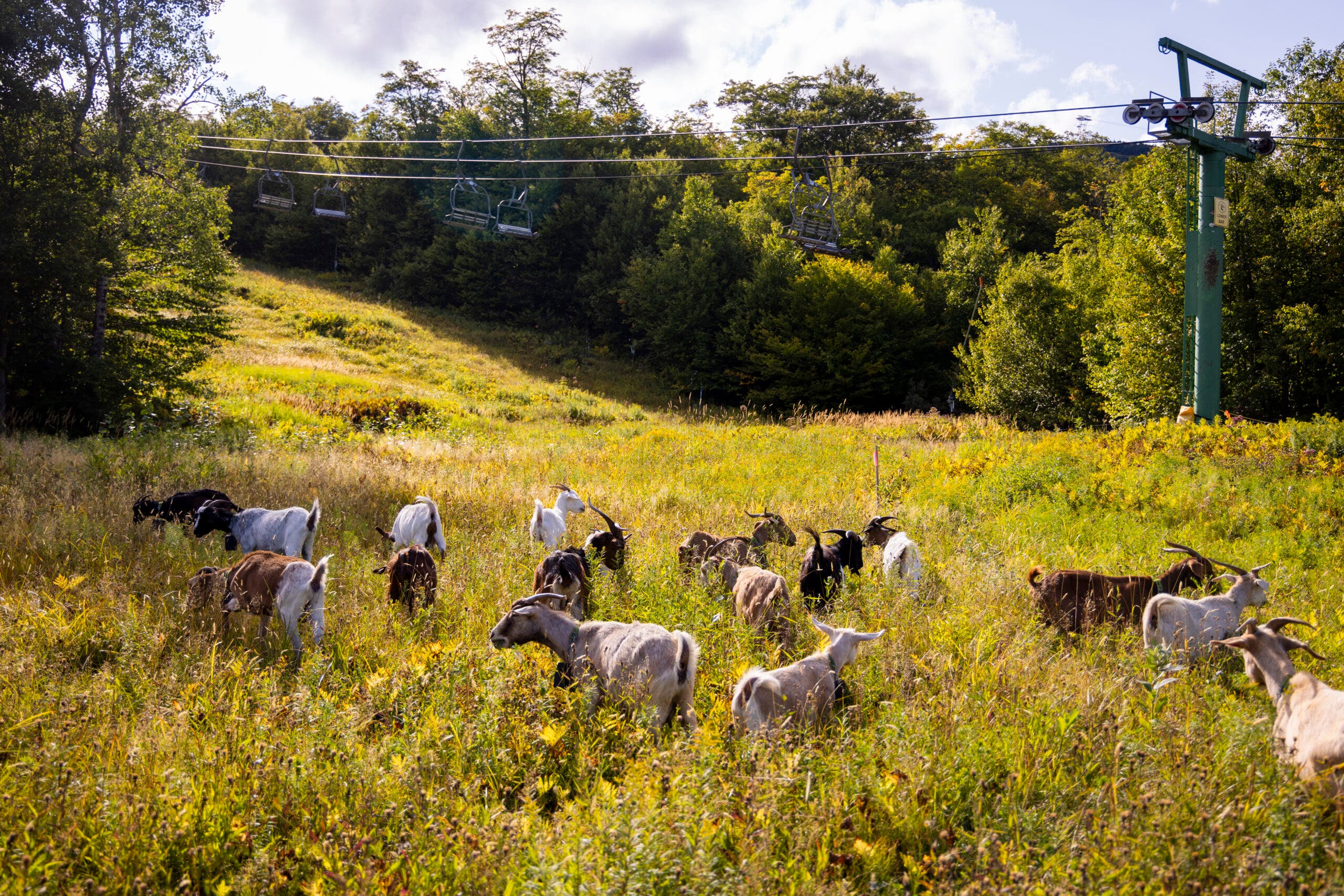 Jay Peak Goat Chew Crew