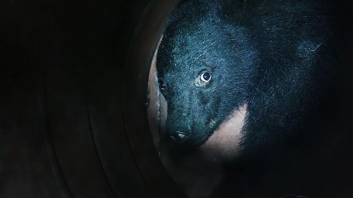LISTEN: We Traveled to Rural Japan to Investigate the Country’s Deadly Bear Problem