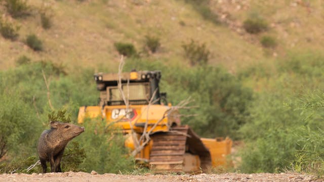 Bulldozers Just Arrived in Big Bend. Locals Fear a Border Wall Could Cut Off Public Lands.