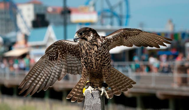 This Jersey Shore Beach Town Had a Seagull Problem. The Solution Involves Hungry Killer Birds.