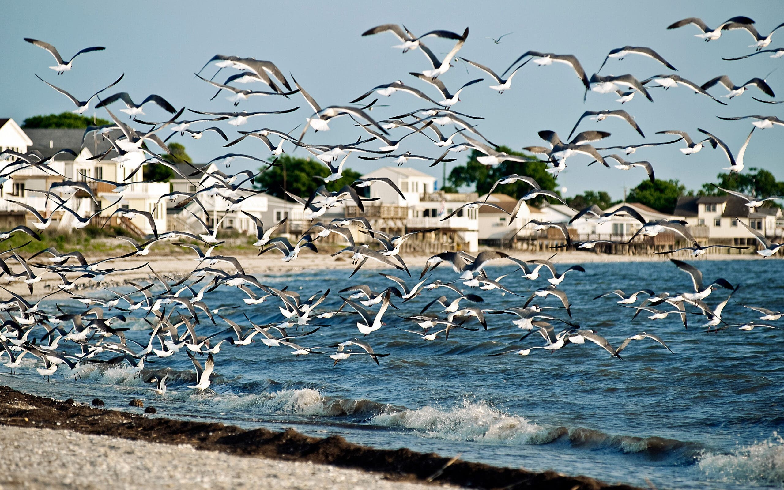 Seagulls Were Terrorizing Ocean City’s Beaches. The Town Fought Back With Birds of Prey.