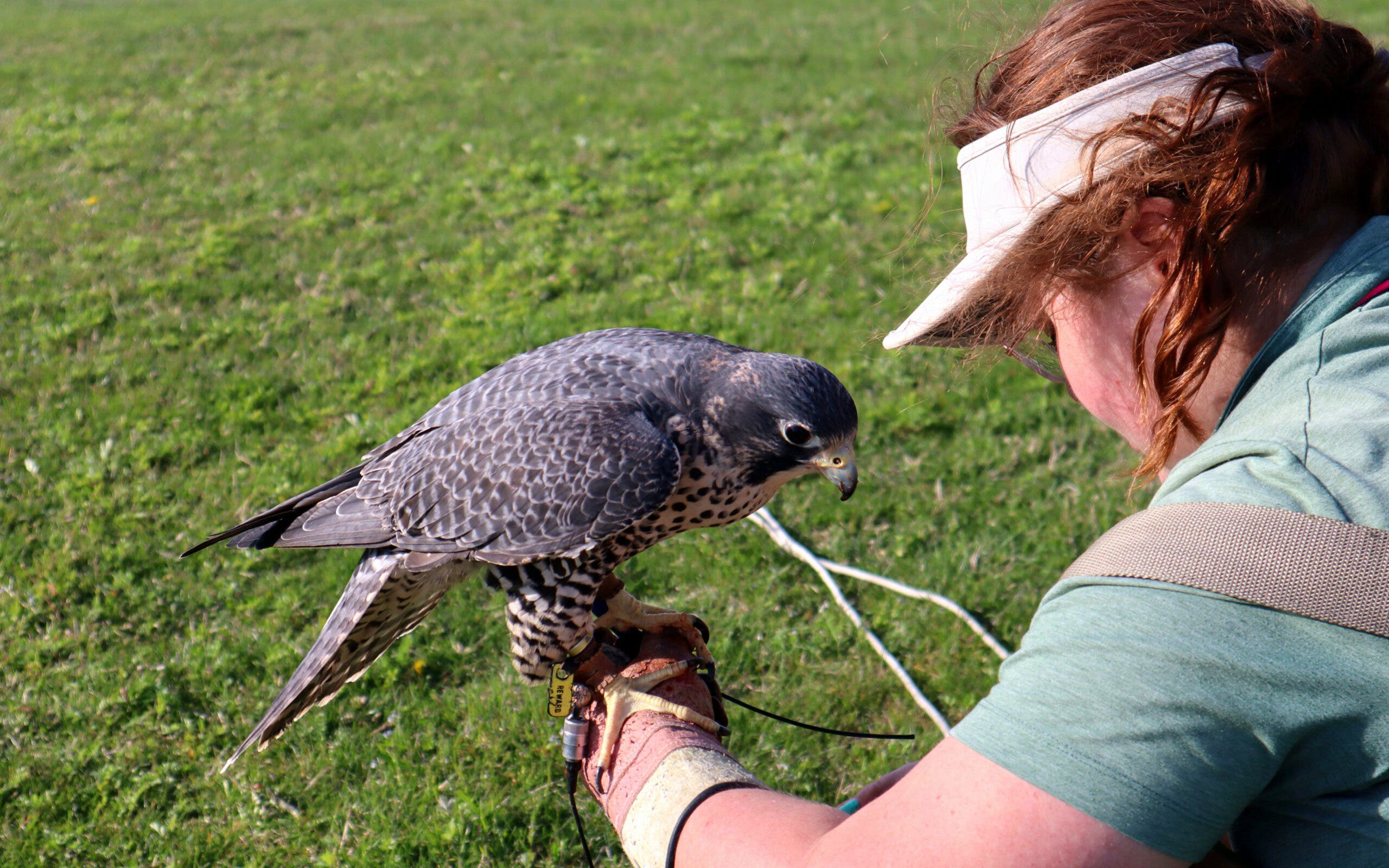 Seagulls Were Terrorizing Ocean City’s Beaches. The Town Fought Back With Birds of Prey.