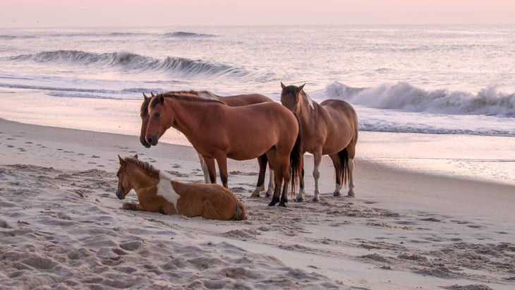 Wild ponies on Assateague Island at sunrise