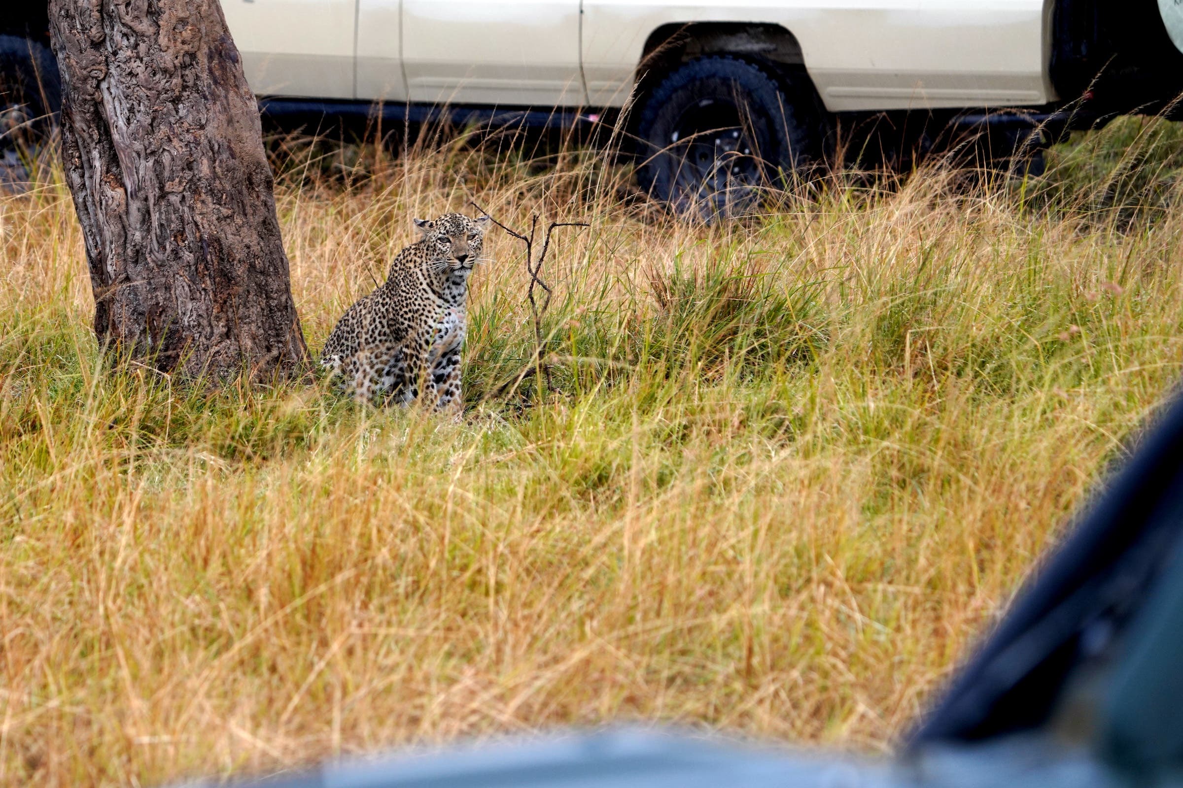 a leopard is inundated by cars during a safari