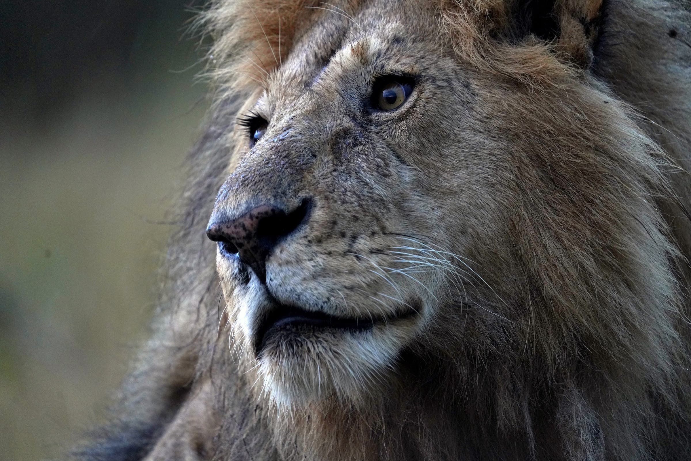 a lion seen close up during an electric safari in Africa