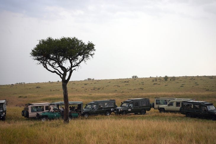 typical safari vehicles surround a leopard in a tree in Africa