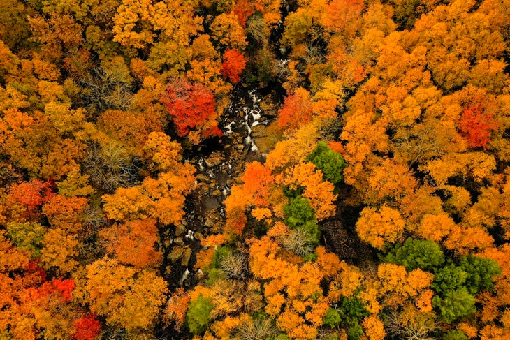 Birds eye