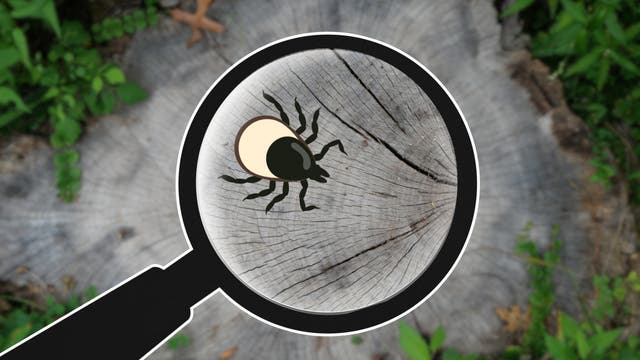 The Internet Is Freaking Out About a Rare, Potentially Fatal Tick Disease. Is Bourbon Virus as Scary as It Sounds?