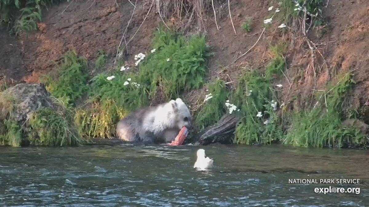 A Mysterious Silver Cub Just Debuted on the Katmai Bear Cam. Is It a Polar Bear Hybrid?