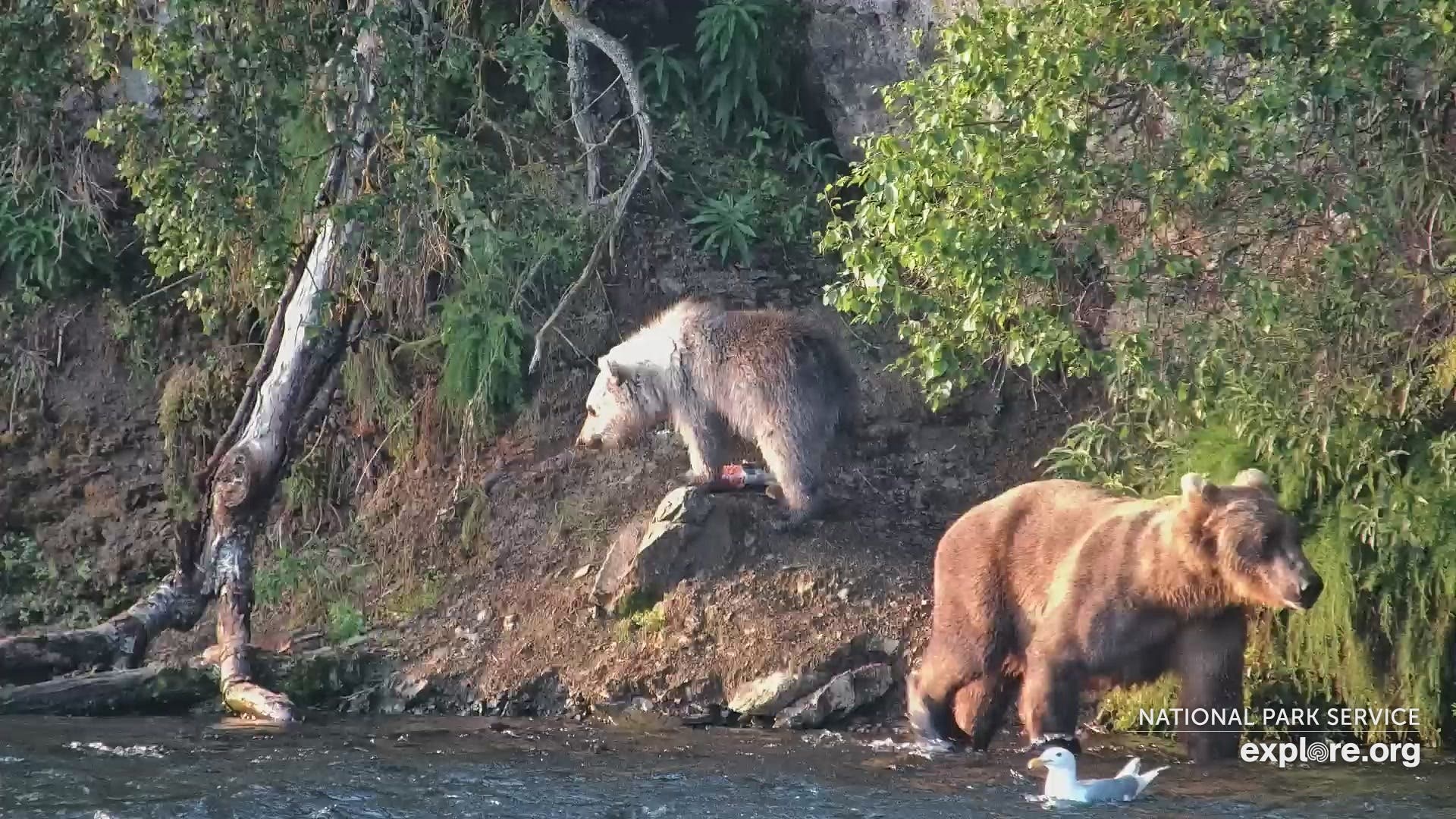 The silver cub (left) is pictured next to a larger, more traditionally colored brown bear