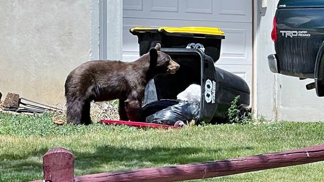 This Bear Died an Agonizing Death from Human Trash. Wildlife Officials Say It’s Part of a Horrifying Trend.
