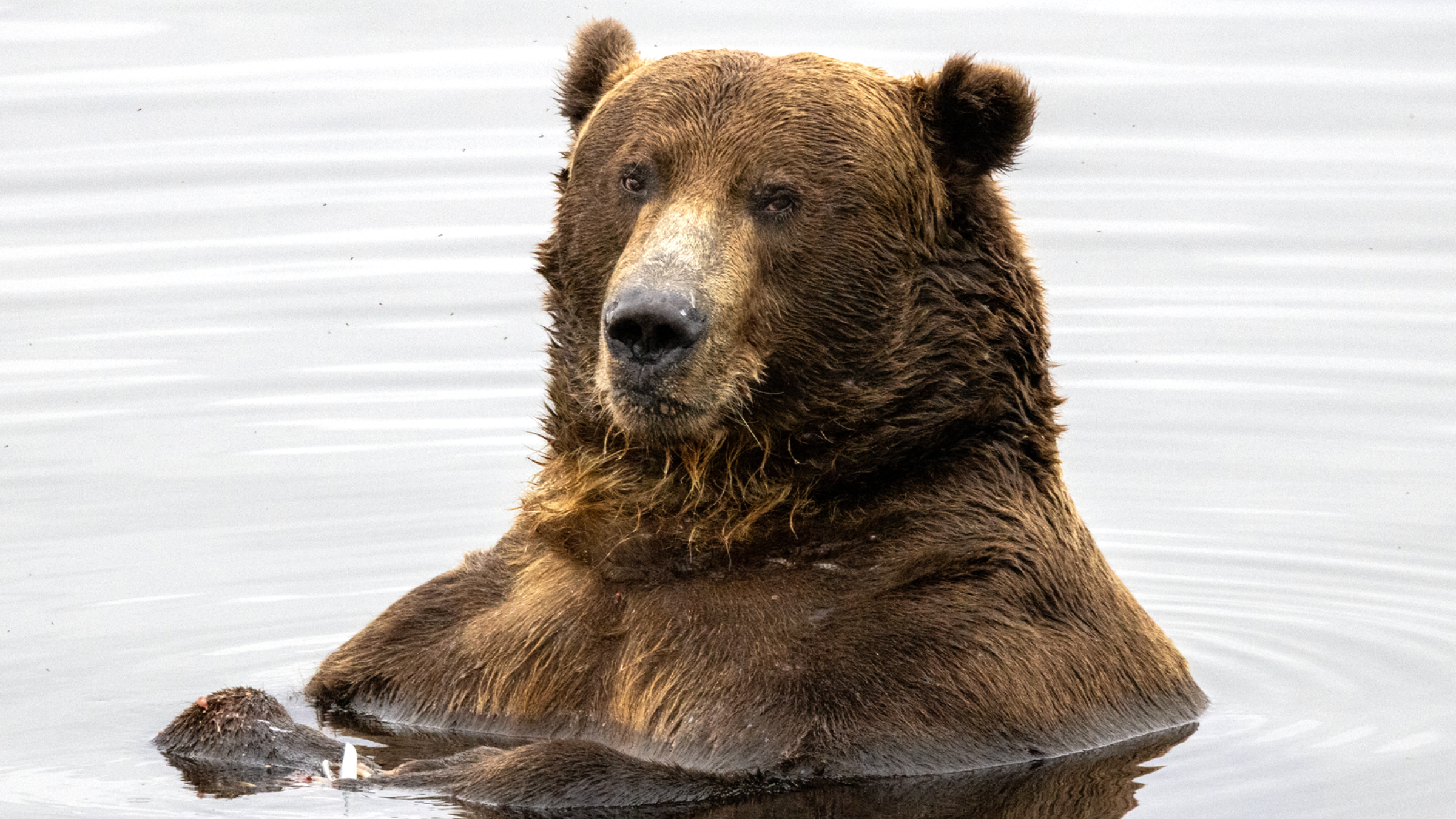 Fat Bear Week Is Almost Here. Take Our Quiz to Find Out Which Fat Bear You Are.