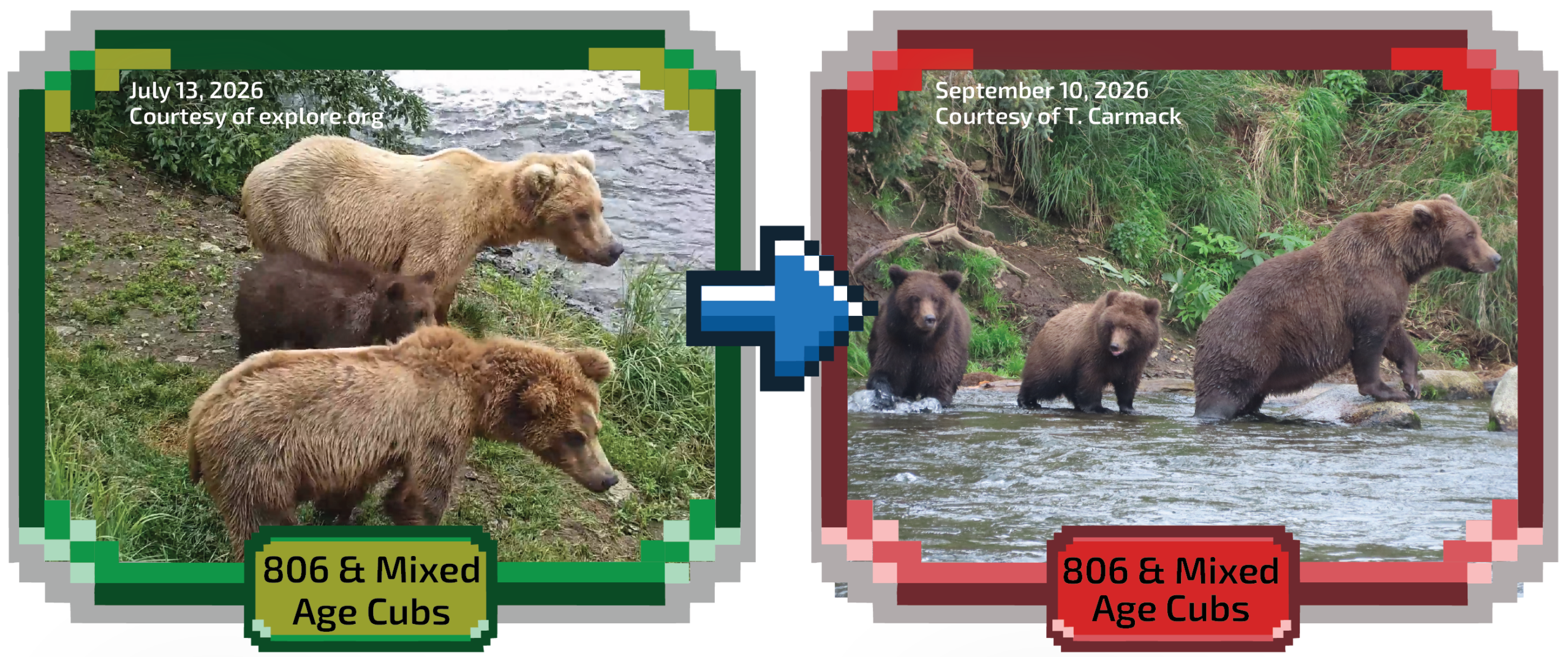 806 and her cubs feeding through the summer.