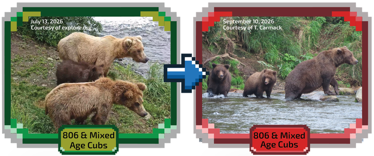 806 and her cubs feeding through the summer.