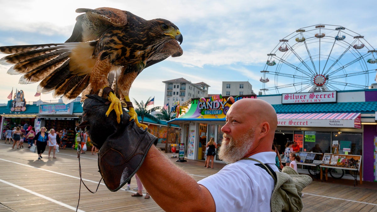 LISTEN: These Falcons Are Keeping the Beach Safe from Marauding Seagulls