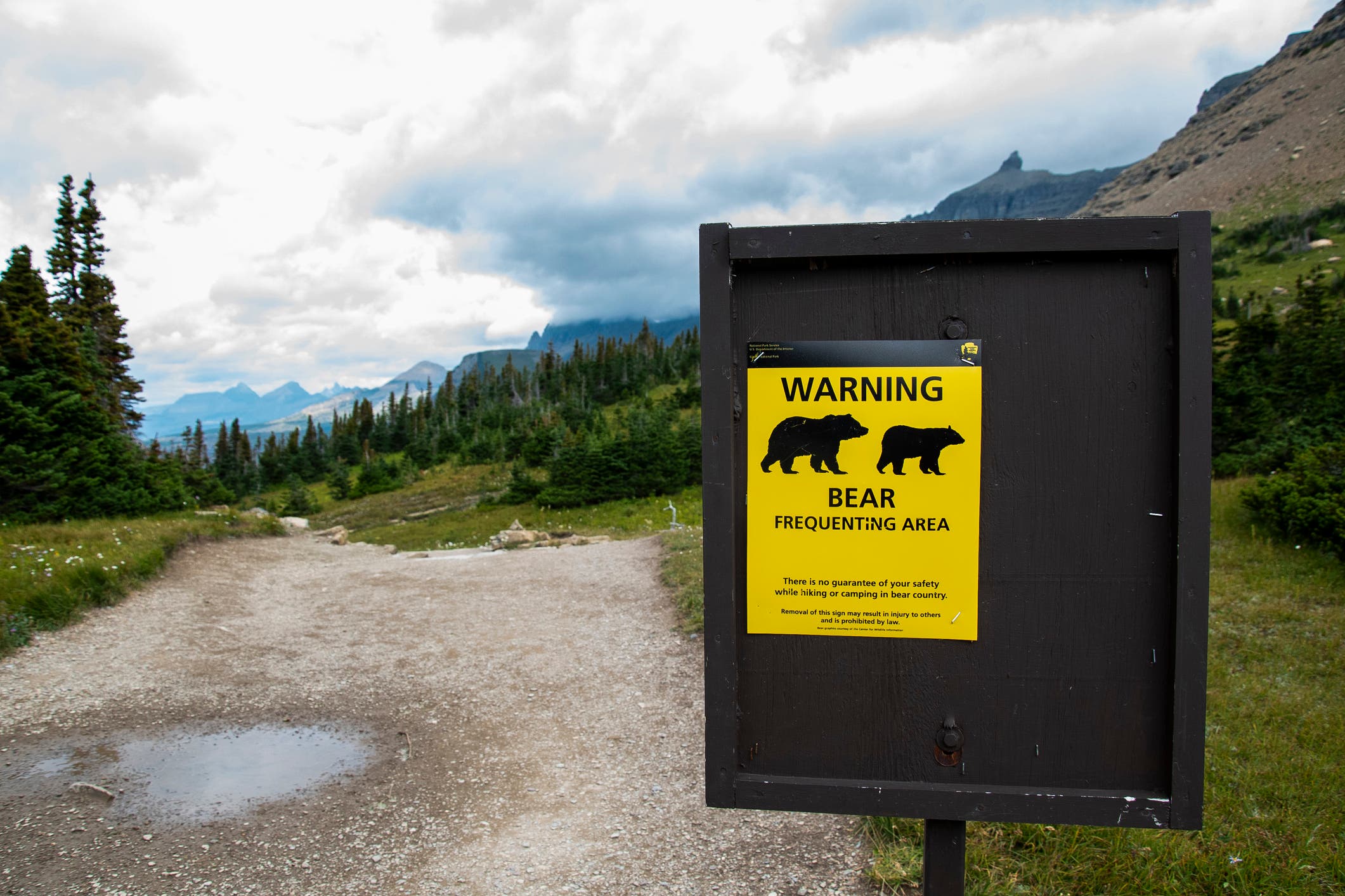 No, You’re Not Imagining It. Bear Encounters Really Are on the Rise.