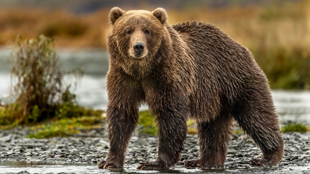 I Tracked the World's Largest Bears in Alaska with the Indigenous Guides Who Know Them Best