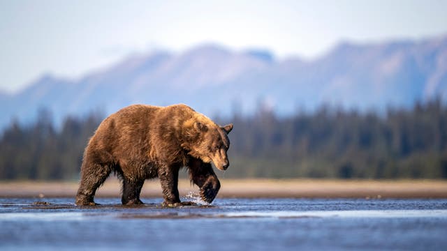 The Bears Are Hungry. The People Are Everywhere. It’s a Recipe for Conflict. 