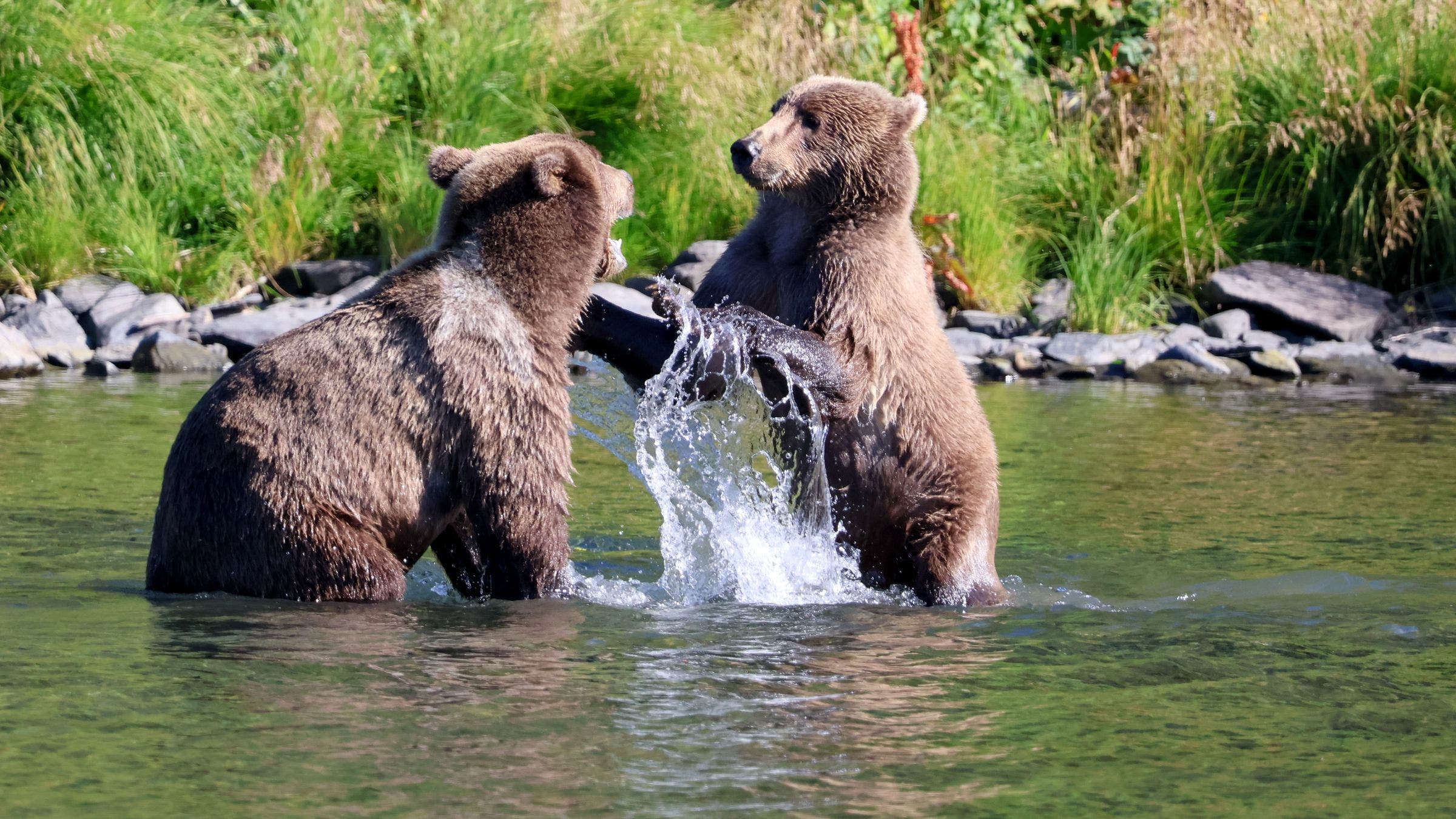 Kodiak Island bears play in water