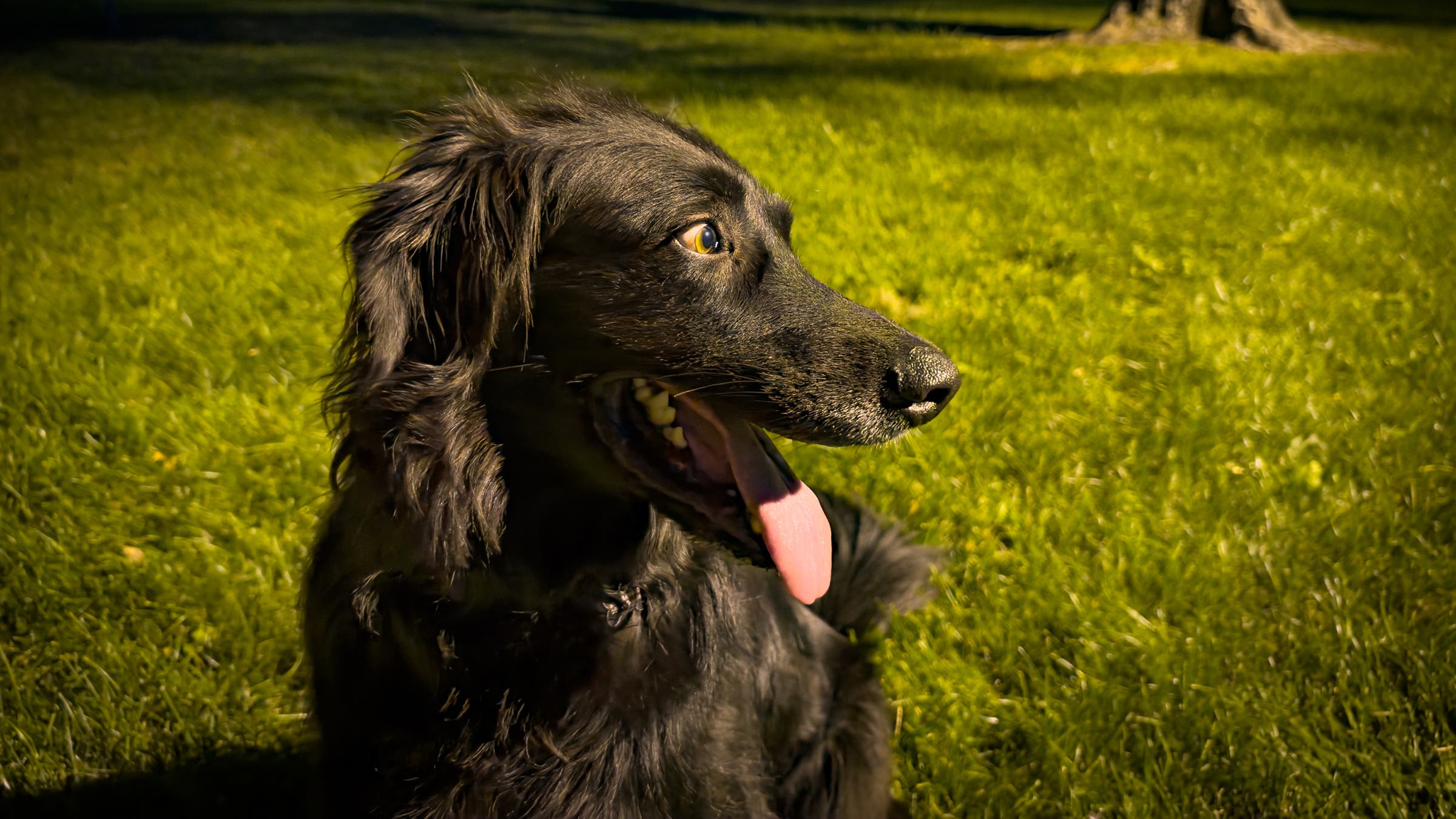 A black dog in low light shot by iPhone 18 Pro