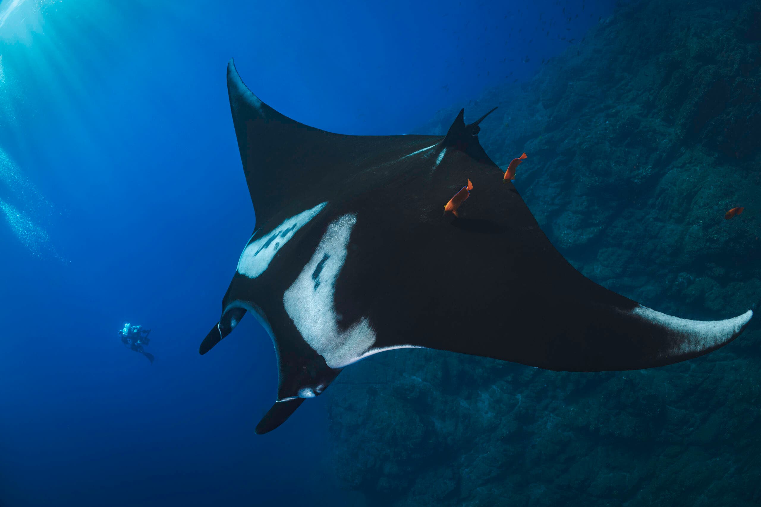 Giant Manta Ray Mexico's Socorro Islands