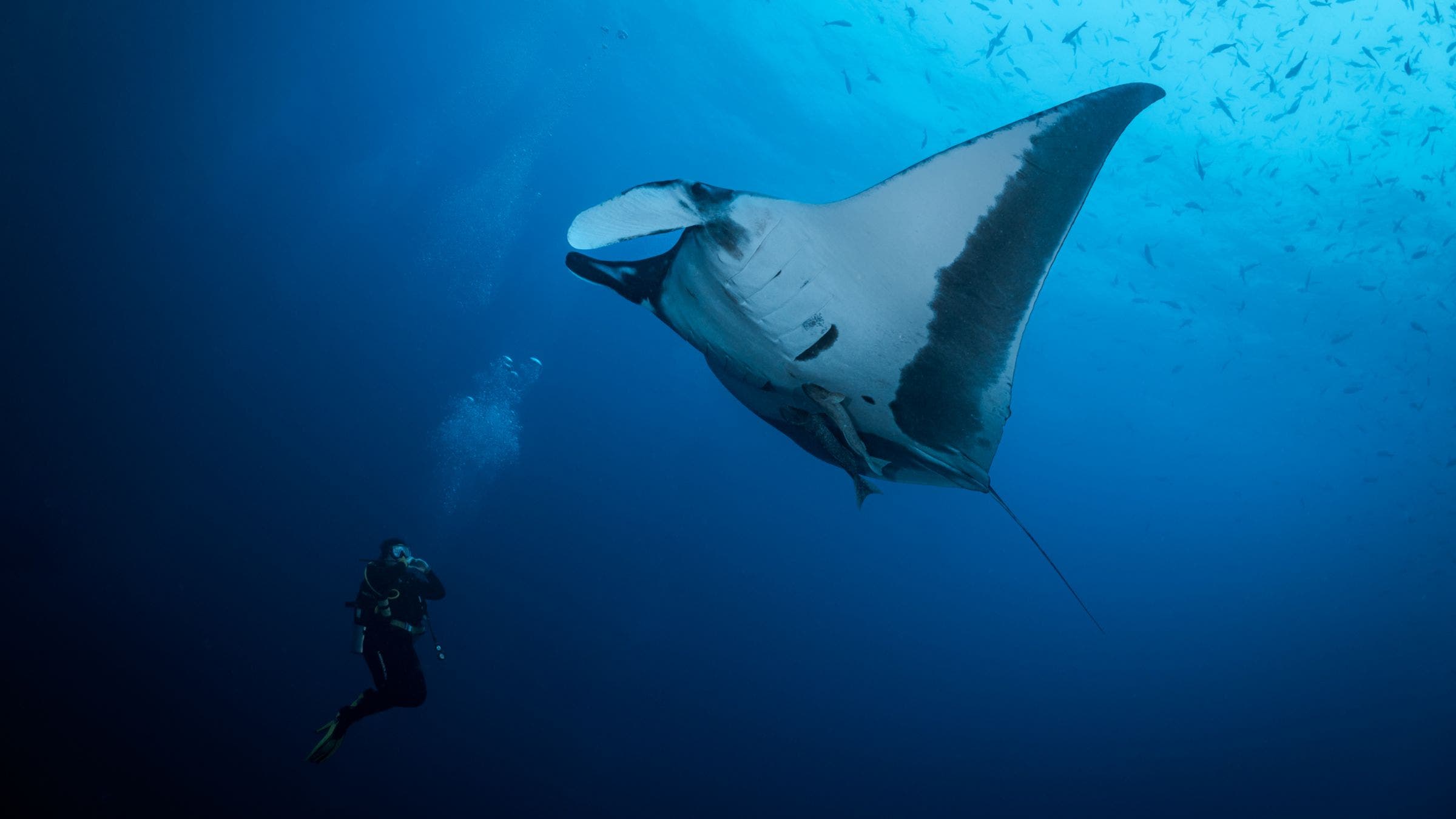 Diving with Giant Manta Rays in Mexico’s Remote Revillagigedo Islands