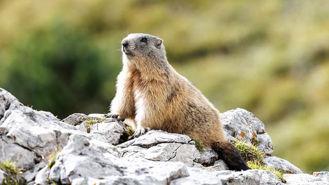 Marmots Have Gone Mainstream Thanks to Their Cuddly and Curious Ways
