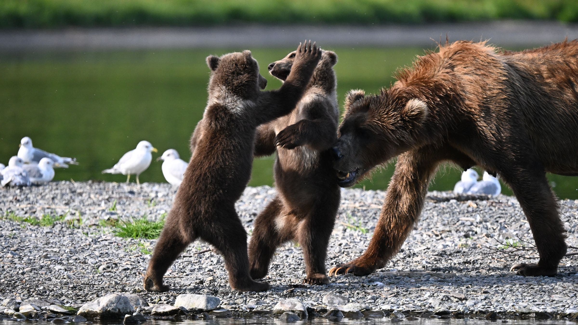 Kodiak Brown Bears with cubs