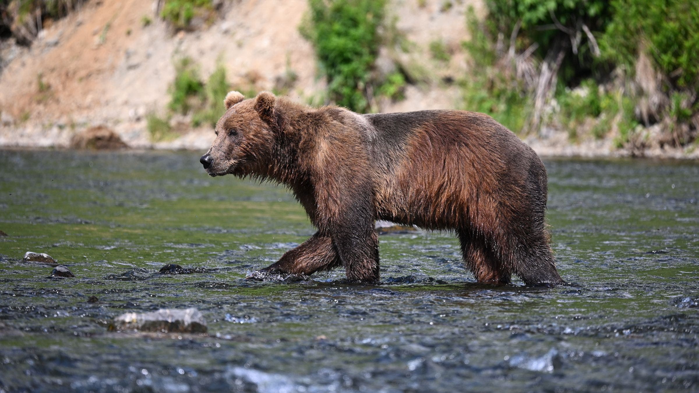 Kodiak Bear with Kodiak Brown Bear Lodge bear watching