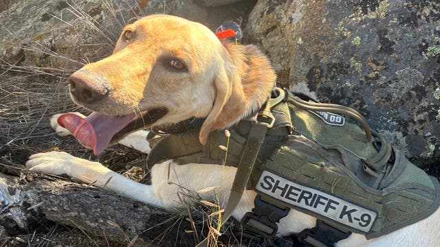 The Search for Three Missing Children Came Down to One Very Good Nose